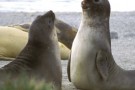 la_ch_patagonia_seal_01_265