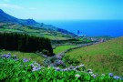 azores_flores4