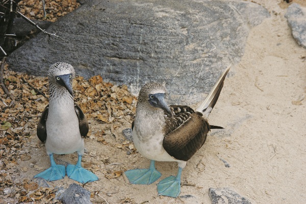 Blue-footed boobies 