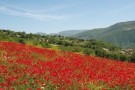Italy12_Page_107_Image_0004