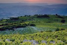 Cyprus_vineyards_wine_routes_sunvil