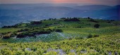 Cyprus_vineyards_wine_routes_sunvil