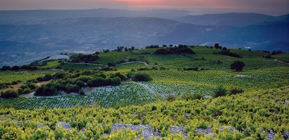 Cyprus_vineyards_wine_routes_sunvil