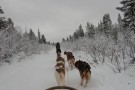Northern Sweden Dog Sledding