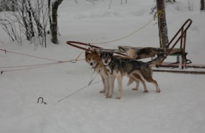 Dog Sledding in Sweden