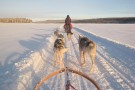Dog sled tours