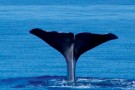 Whale-watching