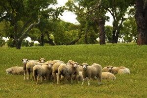 Herdade das Barradas da Serra