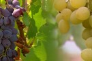 Commandaria wine