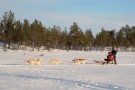 Husky dog excursion
