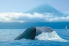 whale watching Azores