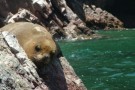 Ballestas Islands