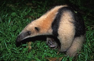 Anteater