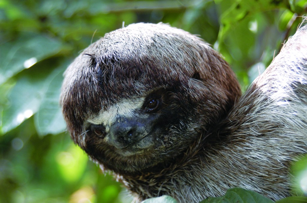 Sloth, Costa Rica