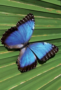 Blue Morpho