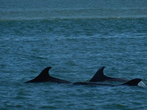 Dolphins