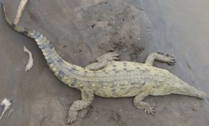American Crocodile, Tarcoles 