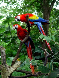 Scarlet Macaws 