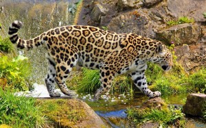 Wild Jaguar