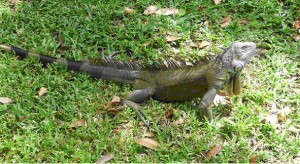 Green Iguana