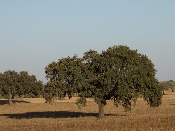 Alentejo cork tree