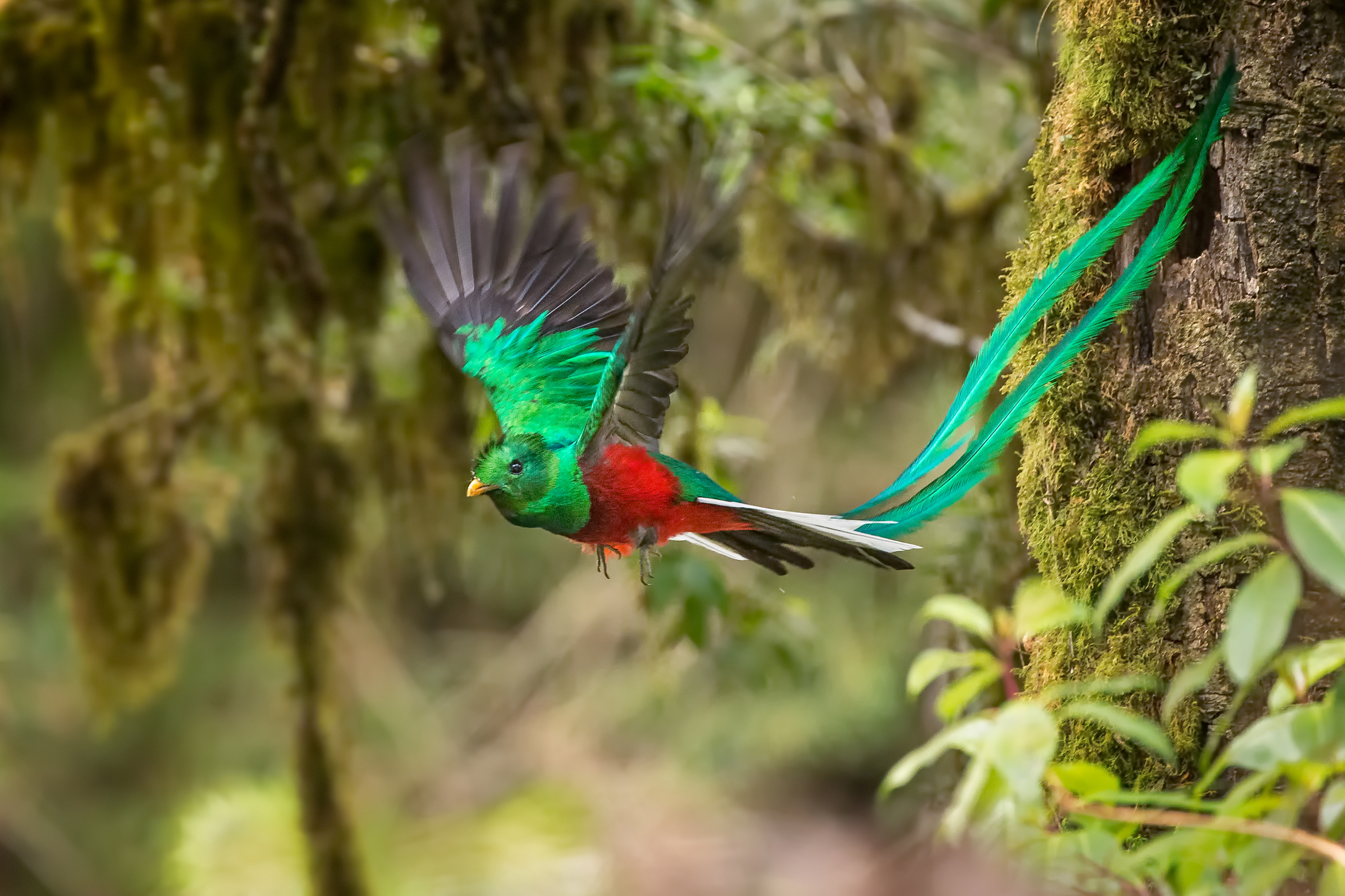 National Bird Of Latin America