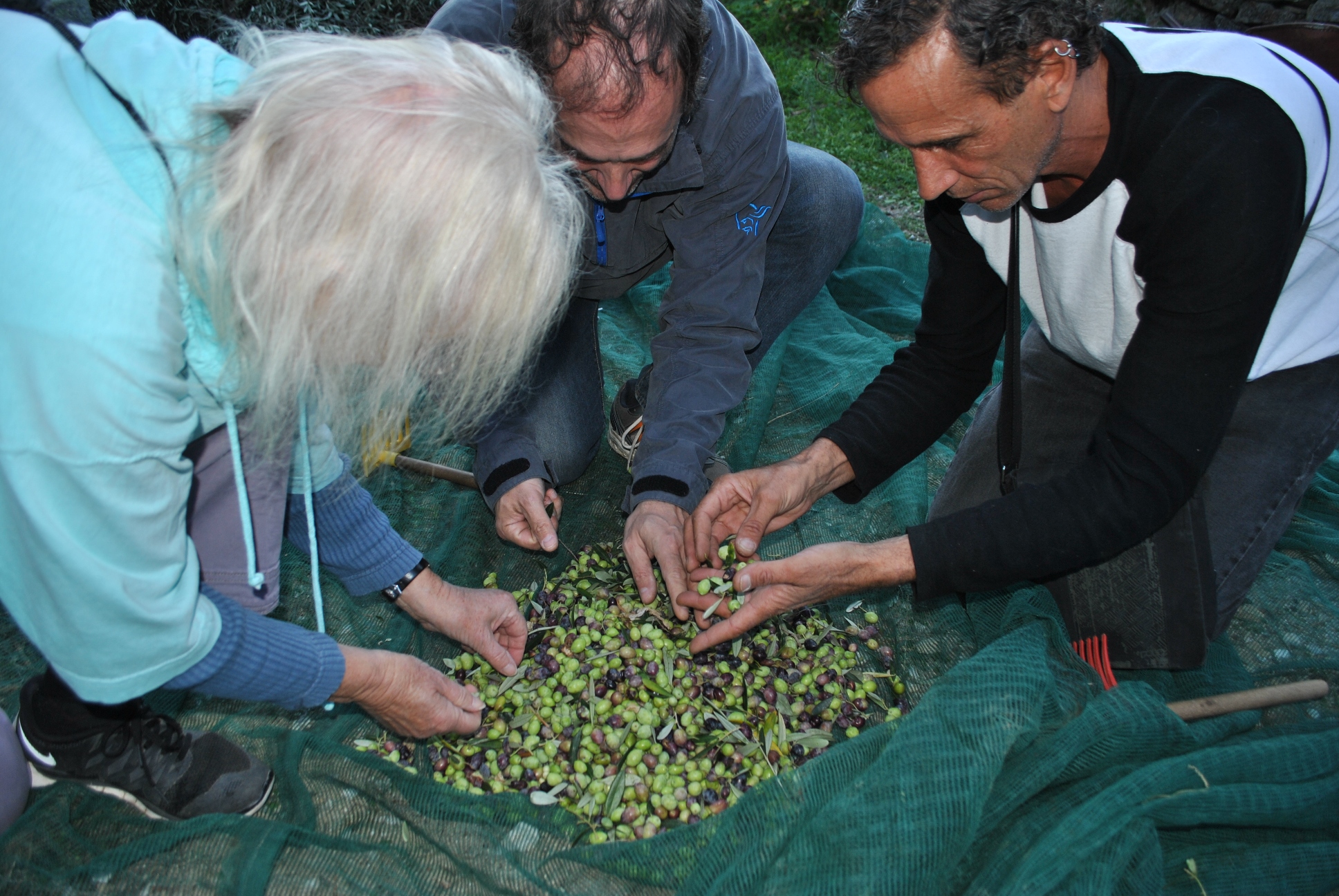 Harvesting olives in Ikaria