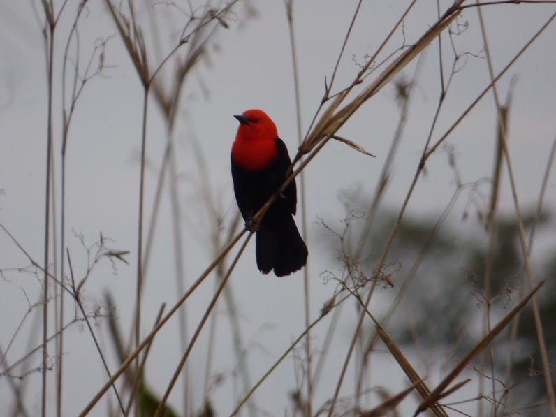 The scarlet headed blackbird