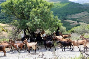 The goats of Skopelos