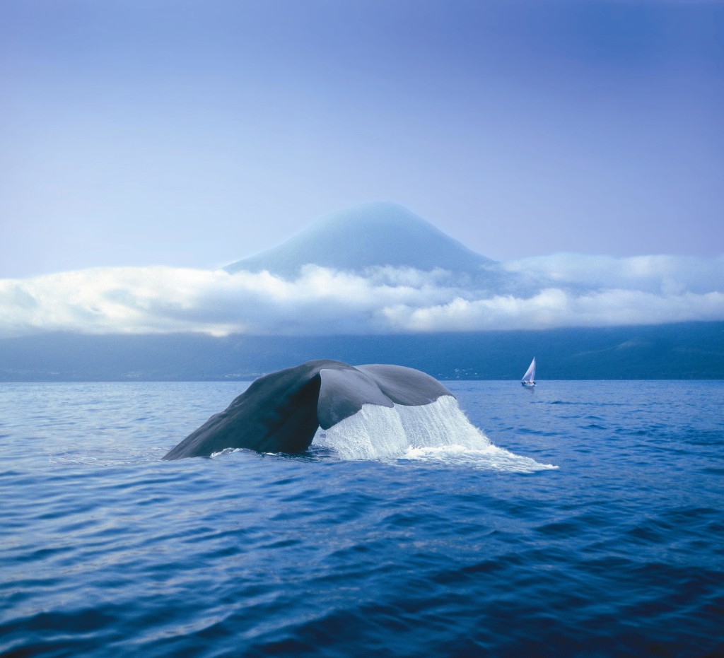A Sperm whale off the Azores