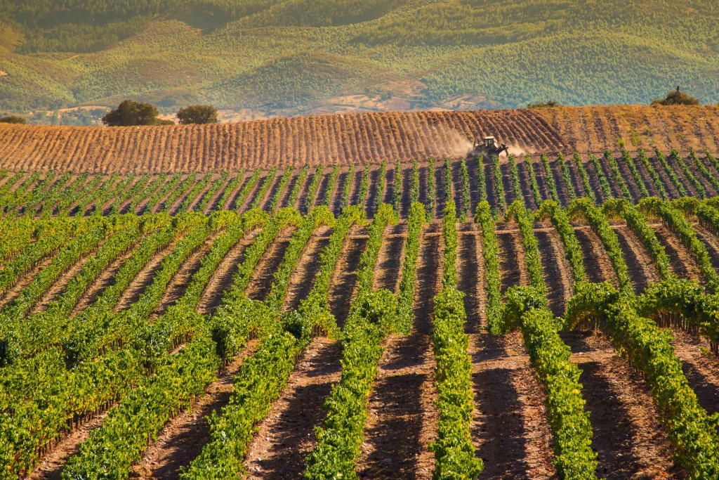 Vineyards in the Alentejo, Portugal