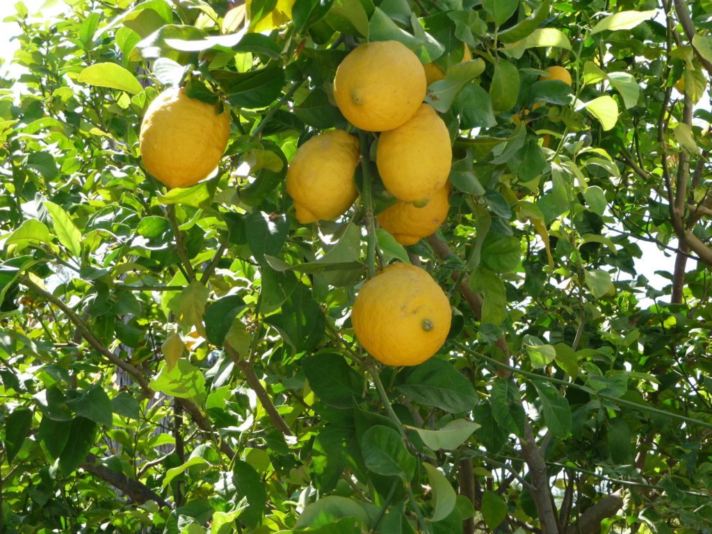 Lemons on the villa terrace