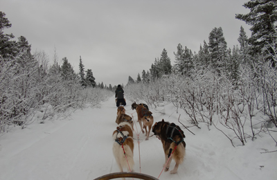 Northern Sweden Dog Sledding