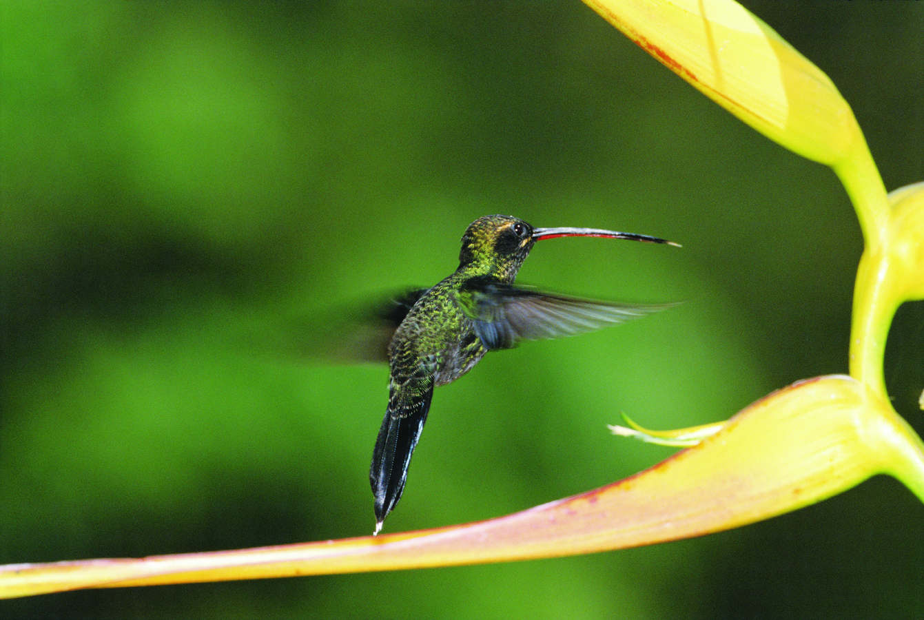 Hummingbird, Ecuador