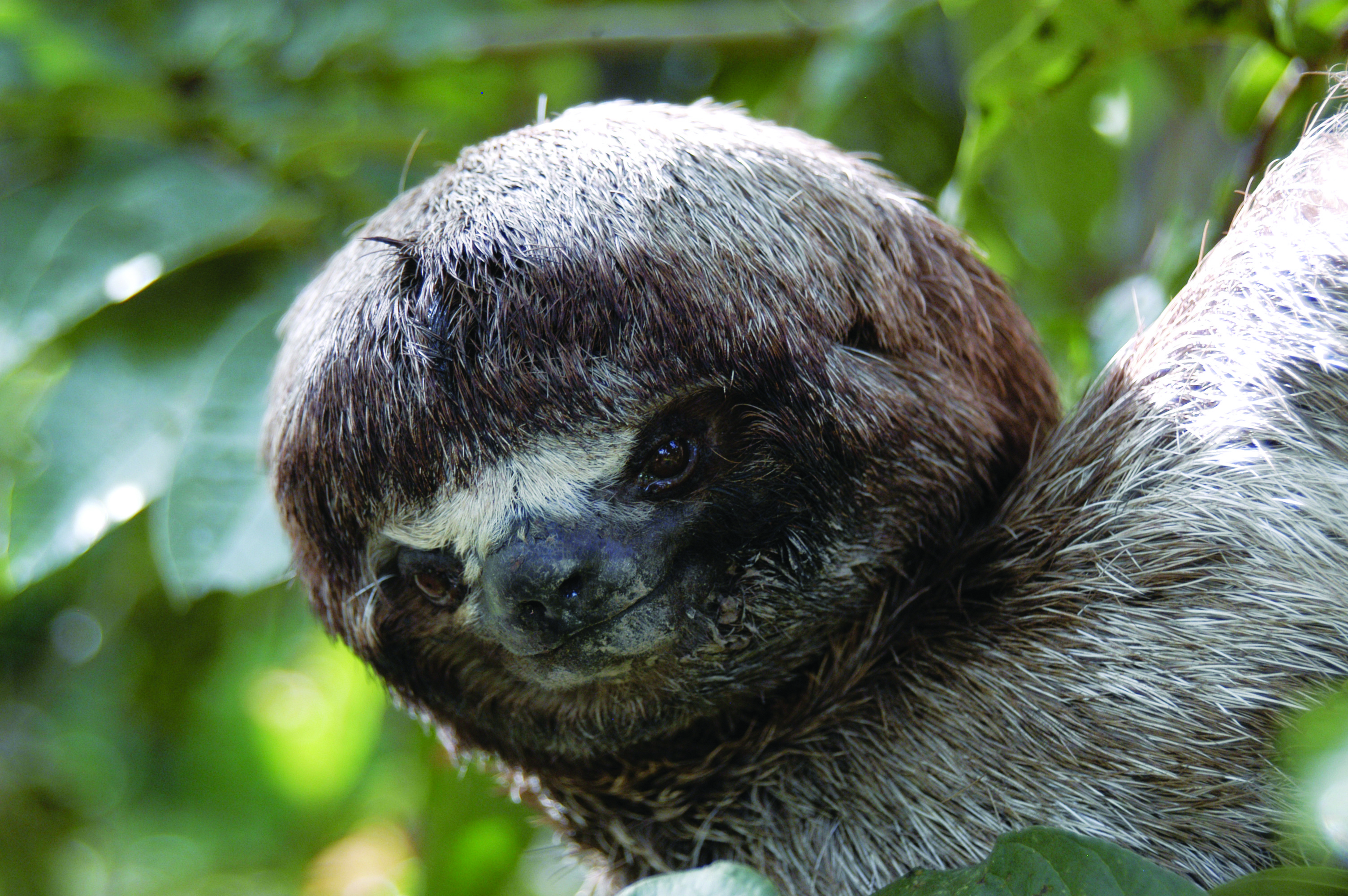 Spotlight On Wildlife Sloths