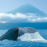 Whale watching Azores