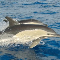 Azores dolphins