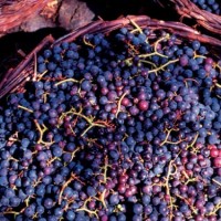 Azores grapes