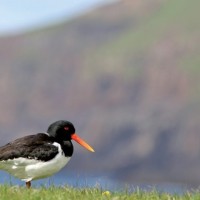 Bird watching Faroes