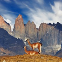 Chile - Guanaco in Torres del Paine National Park
