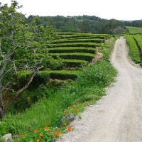Gorreana Tea Plantation Azores