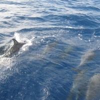 Dolphin watching in the Azores